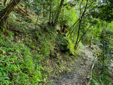 Cape Town, Güney Afrika 'daki sık dağ ormanlarında gizemli yürüyüş patikaları.