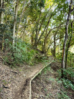 Cape Town, Güney Afrika 'daki sık dağ ormanlarında gizemli yürüyüş patikaları.