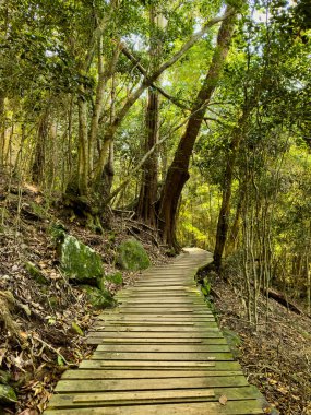 Cape Town, Güney Afrika 'daki sık dağ ormanlarında gizemli yürüyüş patikaları.
