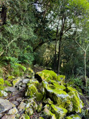 Güney Afrika Cape Town 'daki Gizemli Dağ Ormanı manzarası