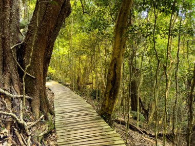Cape Town, Güney Afrika 'daki sık dağ ormanlarında gizemli yürüyüş patikaları.