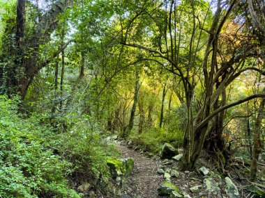 Cape Town, Güney Afrika 'daki sık dağ ormanlarında gizemli yürüyüş patikaları.