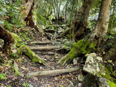 Cape Town, Güney Afrika 'daki sık dağ ormanlarında gizemli yürüyüş patikaları.