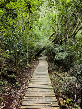 Cape Town, Güney Afrika 'daki sık dağ ormanlarında gizemli yürüyüş patikaları.