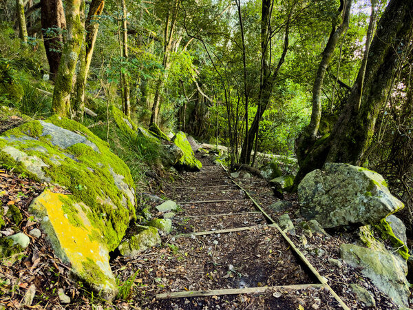 Mysterious hiking trail path through dense mountain forest in Cape Town, South Africa
