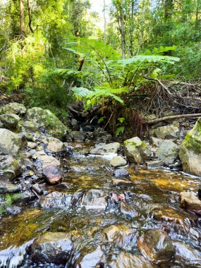 Cape Town, Güney Afrika 'daki gizemli dağ ormanı deresi manzarası