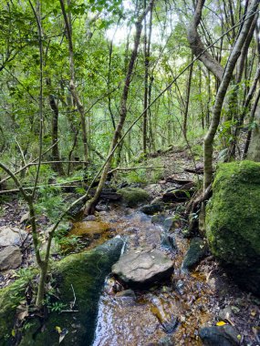 Cape Town, Güney Afrika 'daki gizemli dağ ormanı deresi manzarası