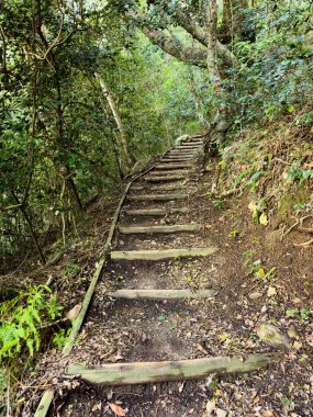 Cape Town, Güney Afrika 'daki sık dağ ormanlarında gizemli yürüyüş patikaları.