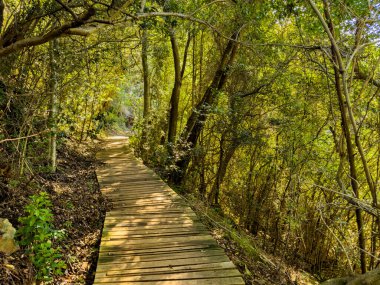 Cape Town, Güney Afrika 'daki sık dağ ormanlarında gizemli yürüyüş patikaları.