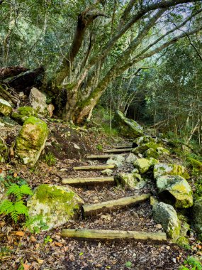 Cape Town, Güney Afrika 'daki sık dağ ormanlarında gizemli yürüyüş patikaları.