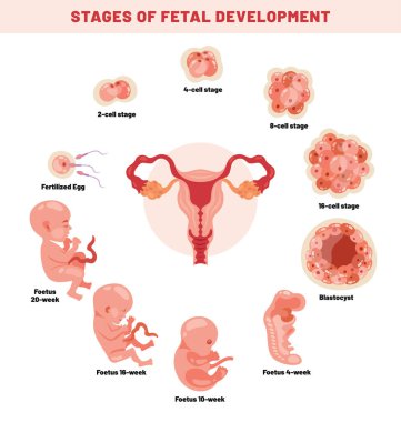 Bir Embyrio 'nun Fetal Gelişimi