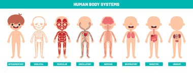 Drawing Of Human Body Systems clipart