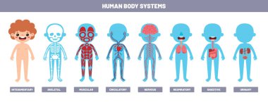 Drawing Of Human Body Systems clipart