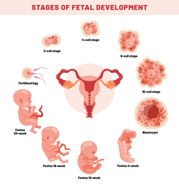 Плодородное развитие эмбриона