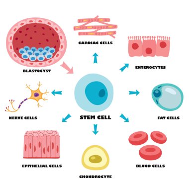 İnsan Vücut Hücrelerinin Anatomisi