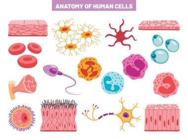 İnsan Vücut Hücrelerinin Anatomisi