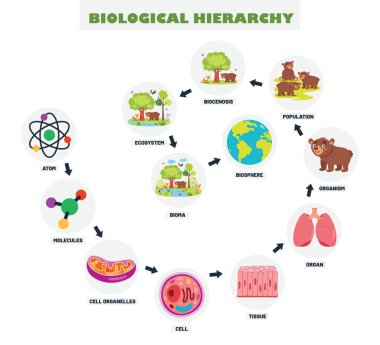 Biyolojik Hiyerarşinin Bilgi Grafikleri