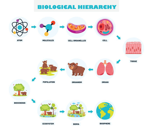 Infographics Of The Biological Hierarchy