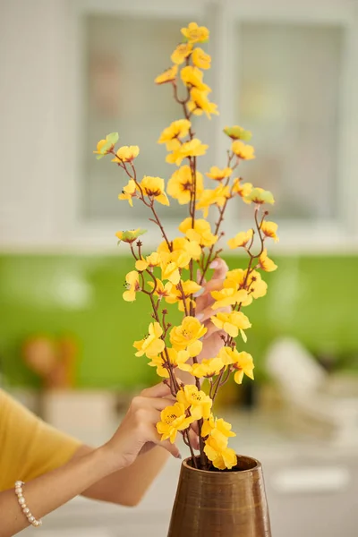 Hands Woman Putting Blooming Apricot Branches Vase — Stock Photo, Image