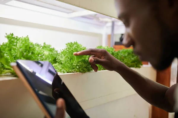 Store Worker Digital Tablet Checking Lettuce Salad Still Fresh — Stock Photo, Image