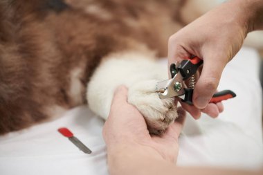 Büyük tüylü köpeğin pençelerini kesen tımarcının yakın plan görüntüsü