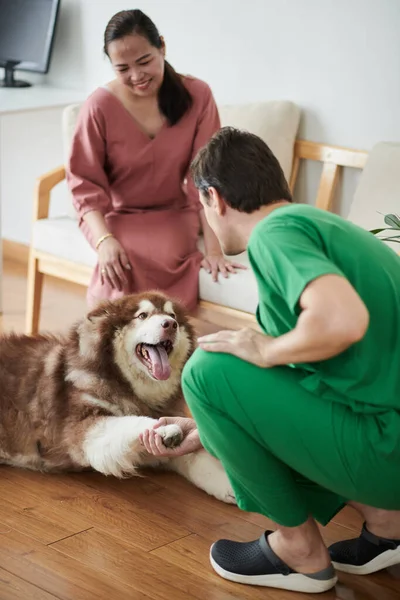 Χαμογελαστή Γυναίκα Samoyed Σκύλο Επίσκεψη Κτηνίατρο Για Ετήσιο Τσεκάπ — Φωτογραφία Αρχείου