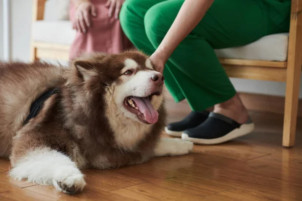 Glad Samoyed Hund Njöt Att Bli Struken Veterinär Hund — Stockfoto