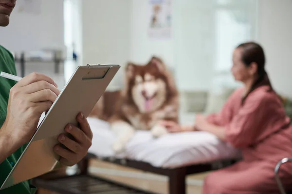 Veterinaria Tomando Notas Documento Después Examinar Perro Samoyed —  Fotos de Stock