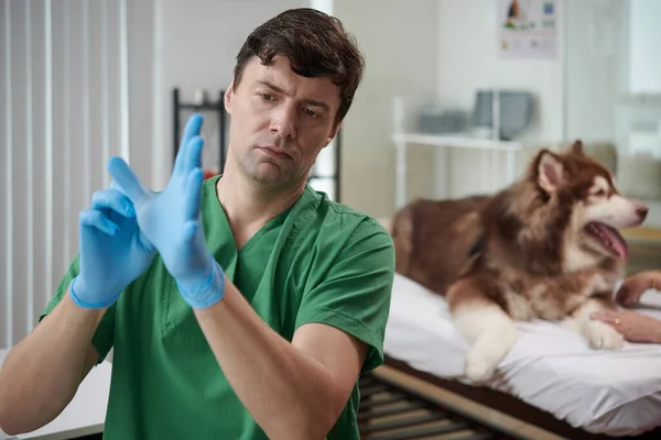 Κτηνίατρος Βάζοντας Γάντια Σιλικόνης Για Εξετάσει Και Ψηλαφίσει Σκυλί — Φωτογραφία Αρχείου