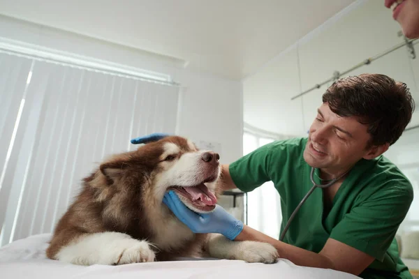 幸せな獣医師はSamoyed犬に口を開けて彼の舌と歯を確認できるように — ストック写真