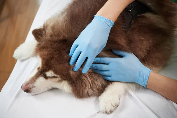 Veterinário Luvas Silicone Verificando Cão Samoyed Para Carrapatos — Fotografia de Stock