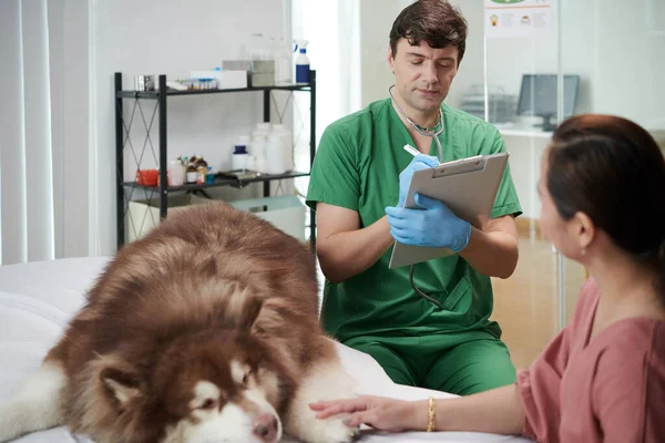 Vétérinaire Prescrivant Des Médicaments Après Avoir Examiné Chien Samoyed — Photo