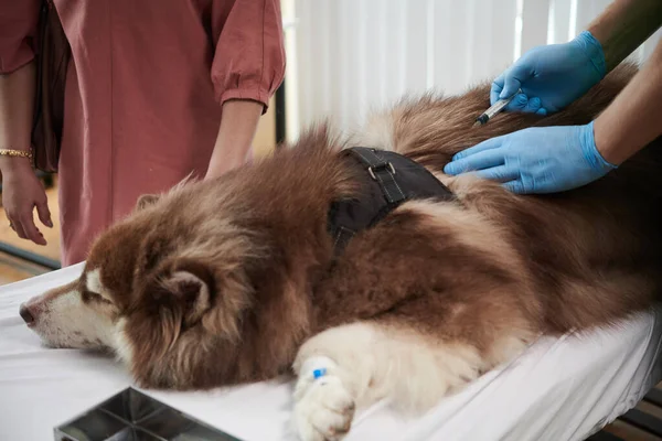 Χέρια Νοσηλευτή Ενέσιμη Ιατρική Μαρασμό Του Μεγάλου Αφράτο Σκυλί — Φωτογραφία Αρχείου