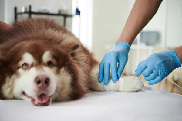 Veterinarian injecting vaccine in leg of Samoyed dog