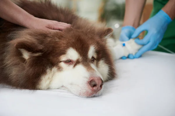犬の足に静脈カテーテルを置く医師の頭の上に犬をなで所有者 — ストック写真