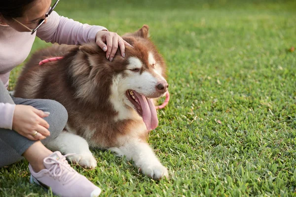 Kobieta Głaskanie Jej Duży Puszysty Brązowy Samoyed Pies Kiedy Oni — Zdjęcie stockowe