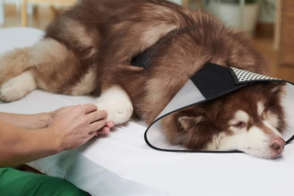 動物を落ち着かせるために病気の犬の足に触れる獣医師の手 — ストック写真