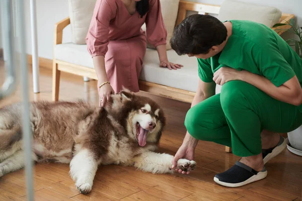 Dierenarts Schudden Poot Van Grote Hond Bezoek Voor Jaarlijkse Controle — Stockfoto