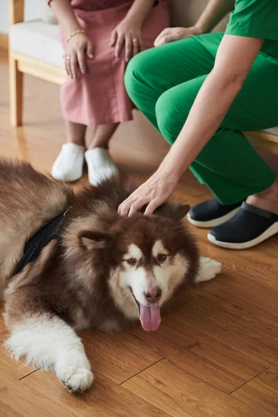 Κτηνίατρος Χαϊδεύει Σκυλί Στηρίζεται Στο Πάτωμα Γλώσσα Έξω — Φωτογραφία Αρχείου