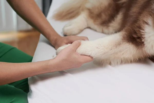 Veterinarian Χειραψία Πόδι Του Άρρωστου Σκύλου Που Βρίσκεται Στο Κρεβάτι — Φωτογραφία Αρχείου