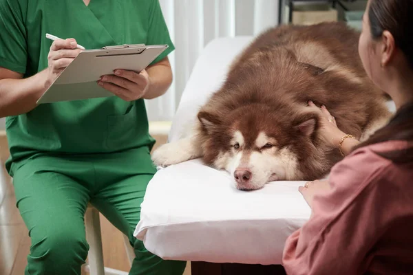 Propietario Palmaditas Perro Enfermo Para Calmar Los Animales Cuando Visita —  Fotos de Stock
