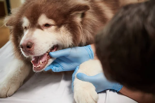 Крупный План Ветеринара Перчатках Проверке Зубов Сомалированной Собаки — стоковое фото
