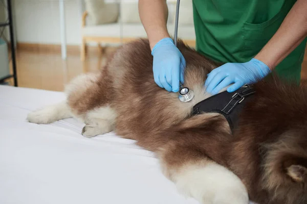 犬の息を聞く獣医師のクローズアップ画像 — ストック写真
