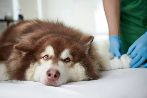 Λυπηρό Samoyed Σκυλί Περιμένει Όταν Κτηνίατρο Τοποθέτηση Ενδοφλέβιο Καθετήρα Σκύλους — Φωτογραφία Αρχείου