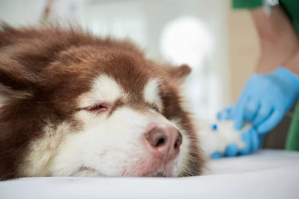 Σκύλος Που Αποκοιμιέται Όταν Αρχίζει Αναισθησία — Φωτογραφία Αρχείου