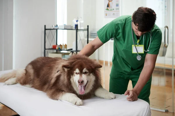 注射後にベッドの上で休んで同じ犬を撫でる獣医師 — ストック写真