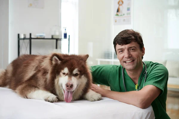Ευτυχισμένος Κτηνίατρος Και Αφράτος Ασθενής Του Στο Ιατρείο — Φωτογραφία Αρχείου