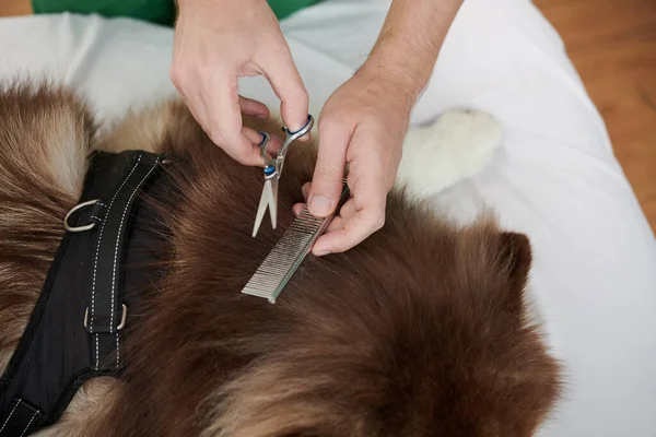 Hands Groomer Cutting Fur Samoyed Dog — Stock Photo, Image