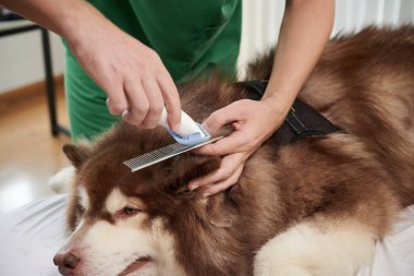 Samoe köpeğinin pıhtılaşmış tüylerini tıraş eden tımarcının yakın plan görüntüsü.