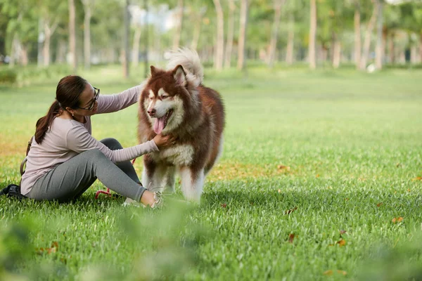 快乐的女人在城市公园里和萨莫伊犬玩耍 — 图库照片